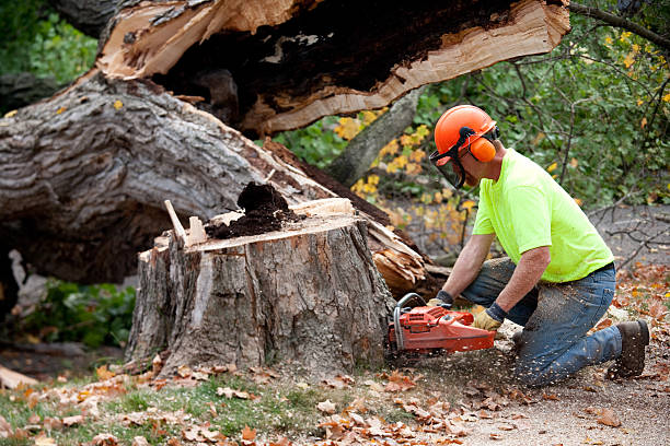 Best Lot and Land Clearing  in Prospect, OH