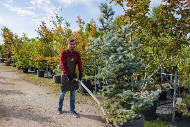 Professional Tree Services in Prospect, OH