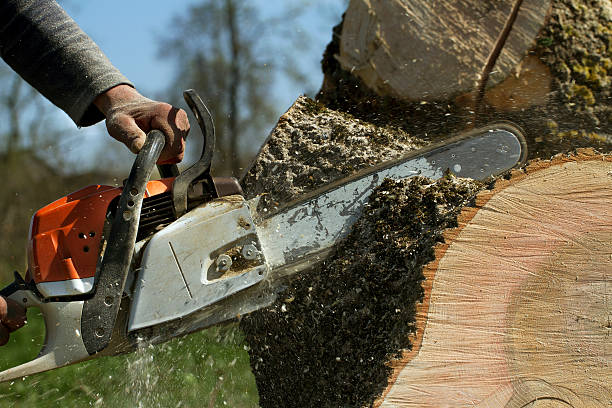 Best Stump Grinding and Removal  in Prospect, OH